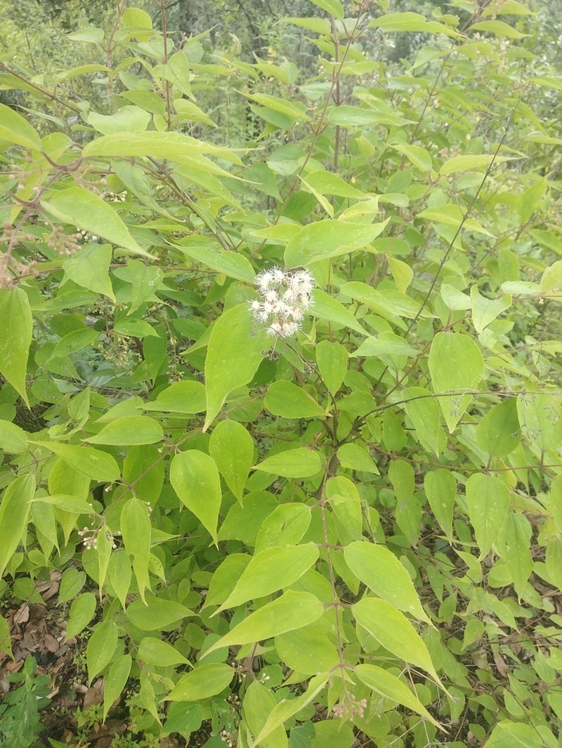 Ageratina areolaris