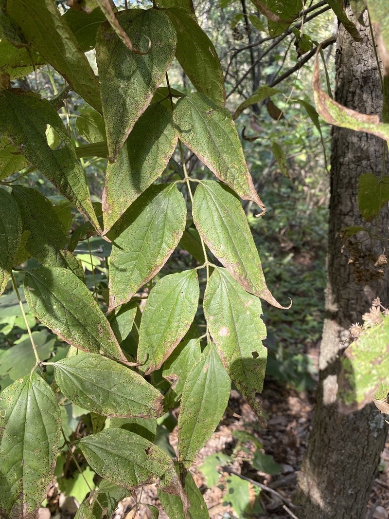 Ageratina areolaris photo 2