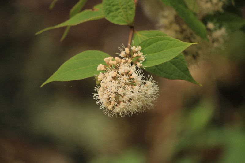 Ageratina areolaris photo 3