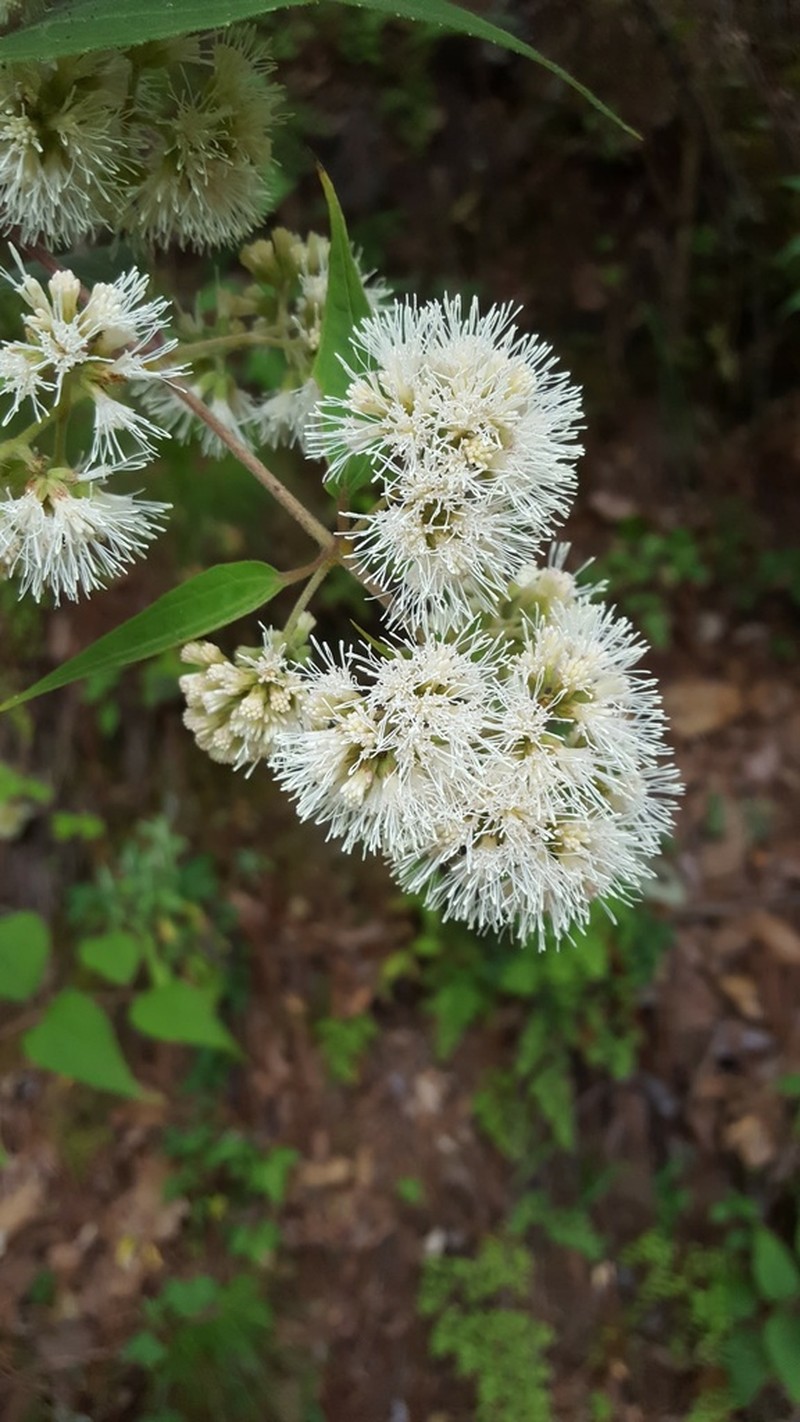 Ageratina areolaris photo 4