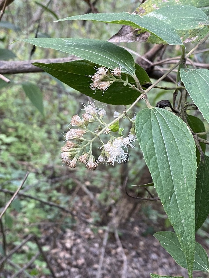 Ageratina areolaris photo 5