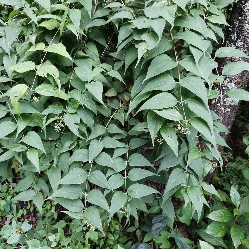 Ageratina areolaris photo 6