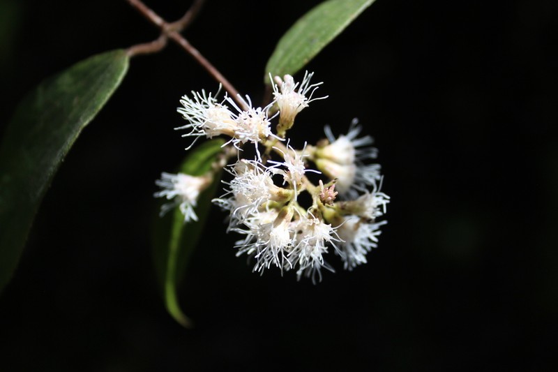 Ageratina areolaris photo 7
