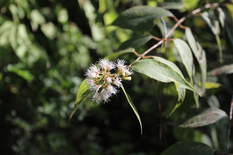 Ageratina areolaris photo 8