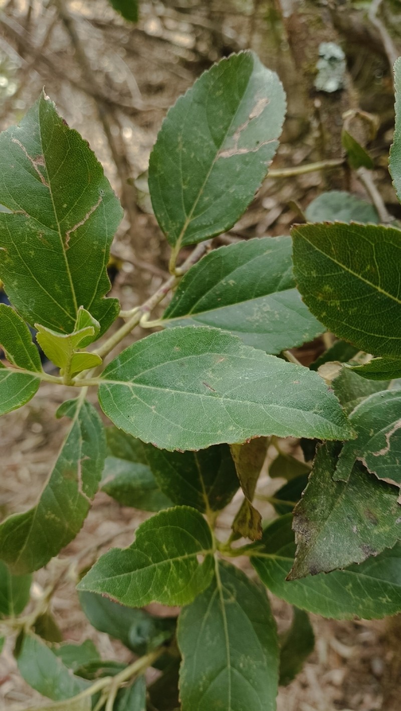 Ageratina aristei