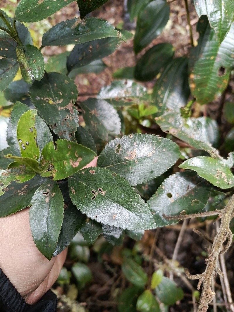 Ageratina aristei photo 2