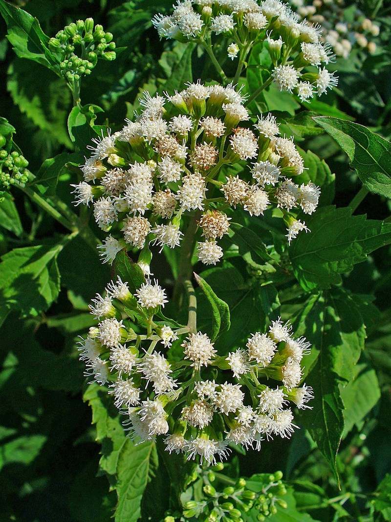 Lesser Snakeroot