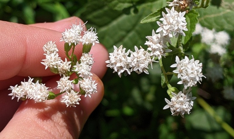 Lesser Snakeroot photo 2