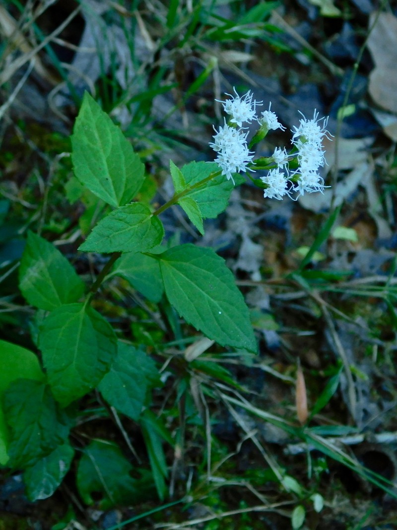 Lesser Snakeroot photo 3