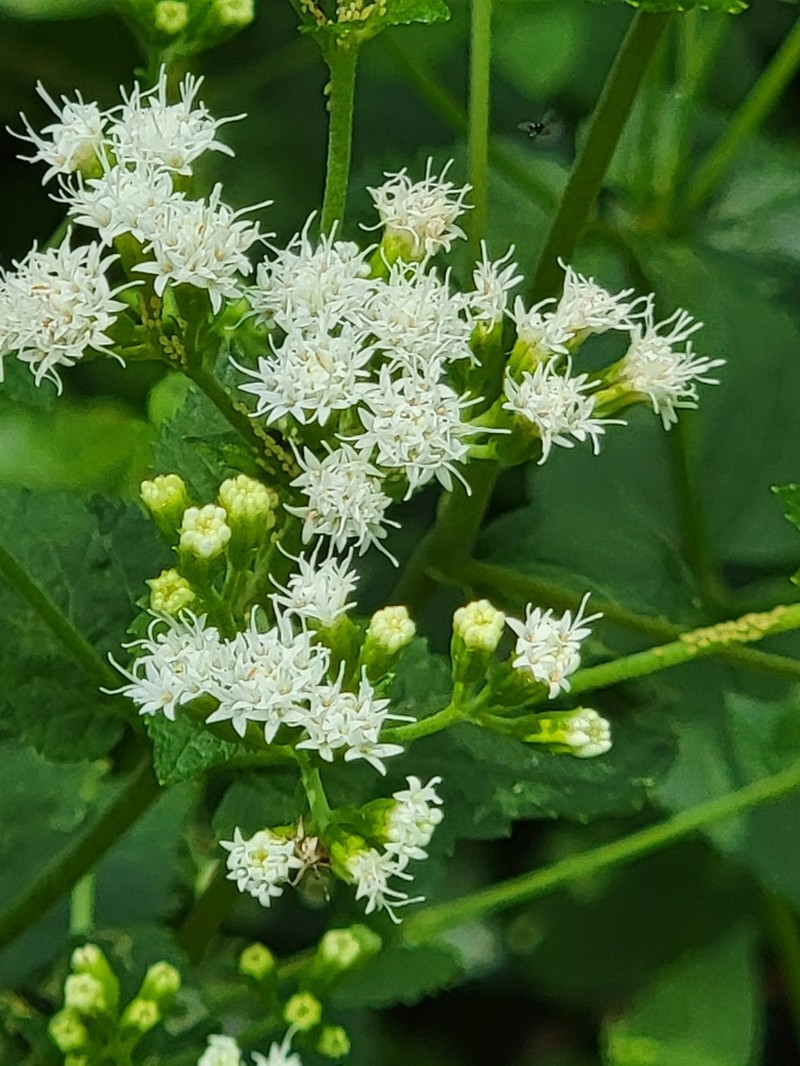 Lesser Snakeroot photo 4