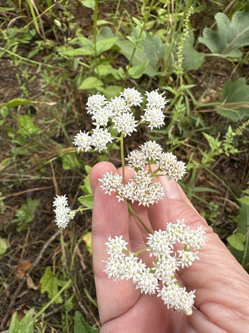 Lesser Snakeroot photo 5