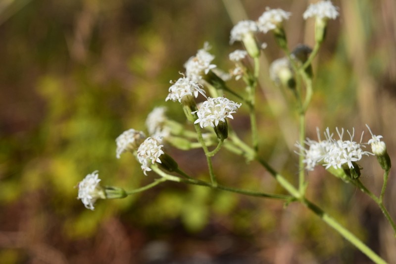 Lesser Snakeroot photo 6