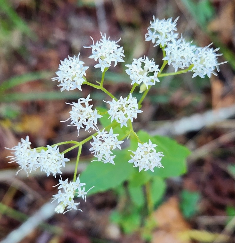 Lesser Snakeroot photo 7