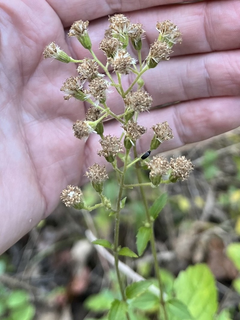 Lesser Snakeroot photo 8