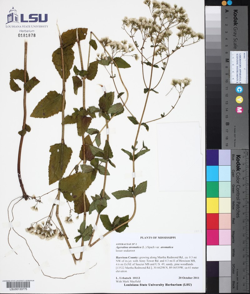 Ageratina aromatica var. aromatica photo 4