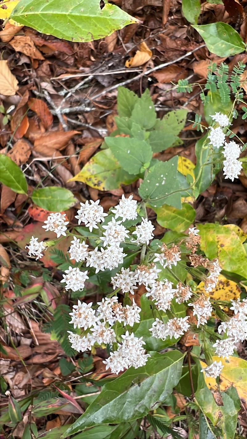 Ageratina aromatica var. aromatica