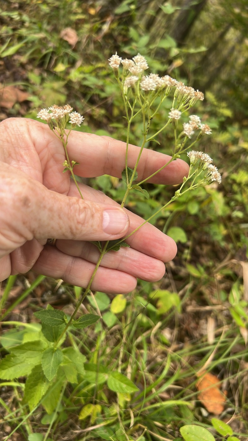 Ageratina aromatica var. aromatica photo 2