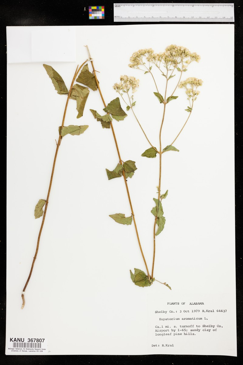 Ageratina aromatica var. aromatica photo 3