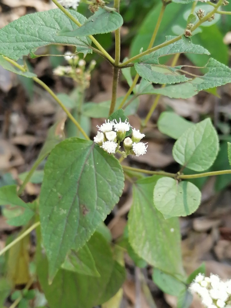 Ageratina arsenei photo 4