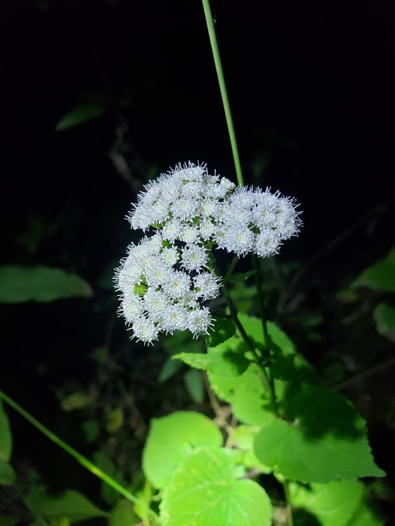 Ageratina arsenei photo 5