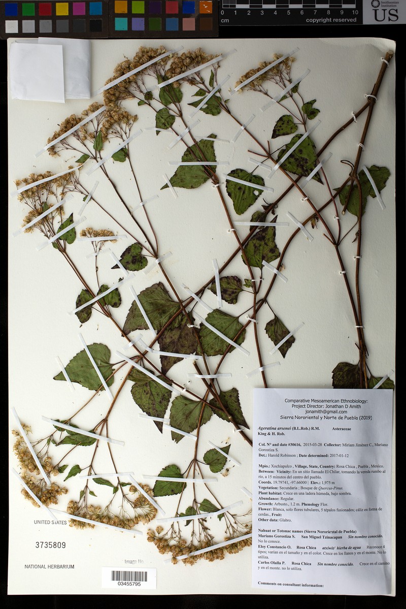 Ageratina arsenei photo 6