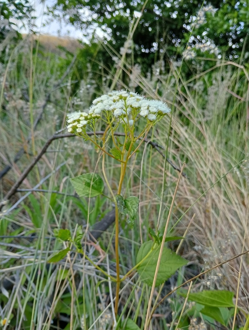 Ageratina arsenei