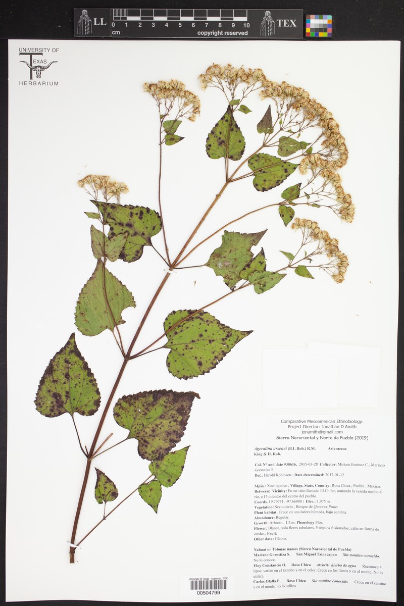 Ageratina arsenei photo 2