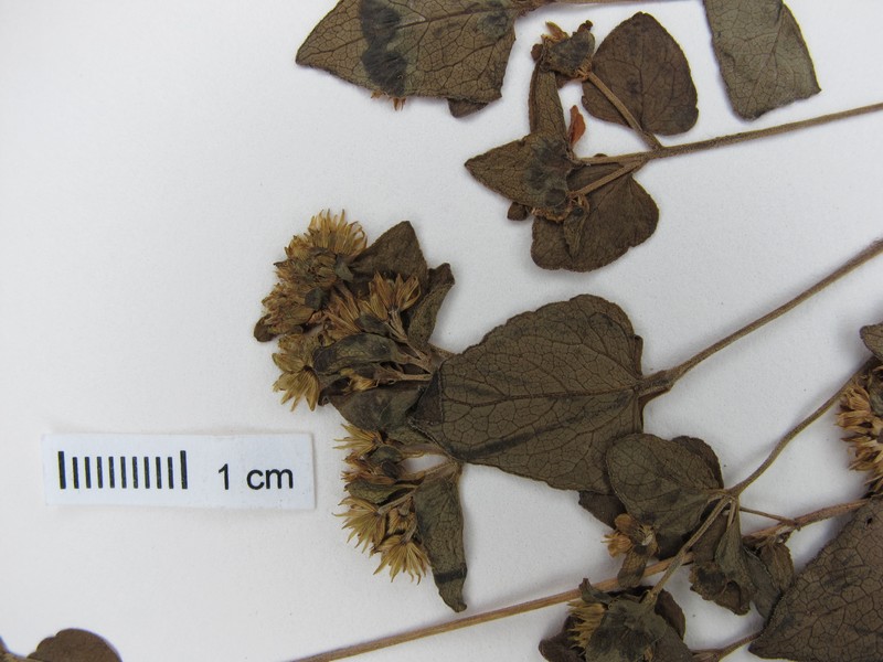 Ageratina arsenei photo 3