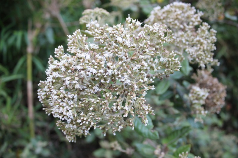 Ageratina asclepiadea
