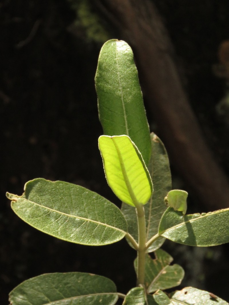 Ageratina asclepiadea photo 2