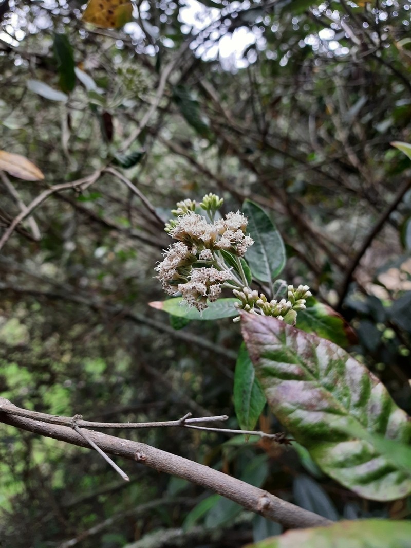 Ageratina asclepiadea photo 3