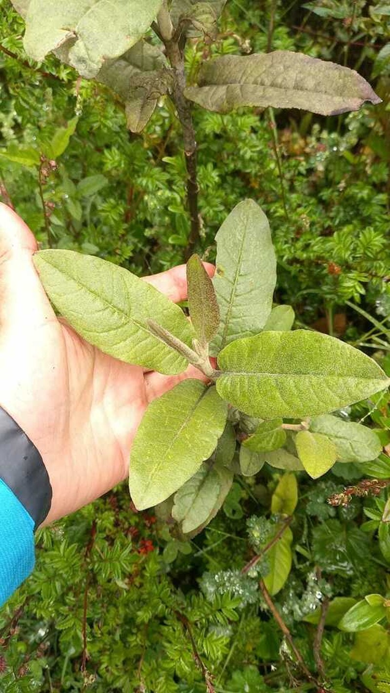 Ageratina asclepiadea photo 4