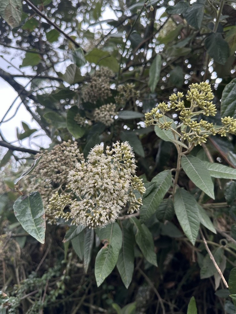 Ageratina asclepiadea photo 5