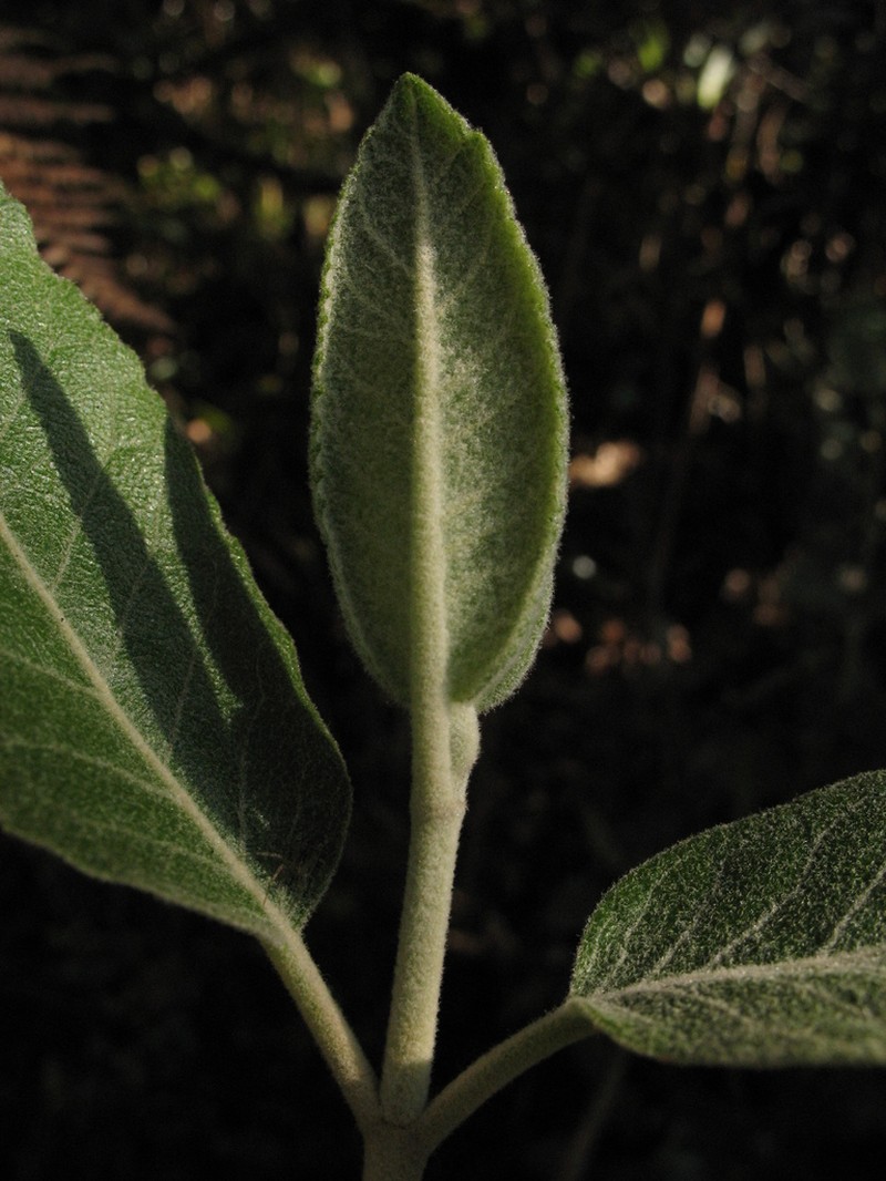 Ageratina asclepiadea photo 6