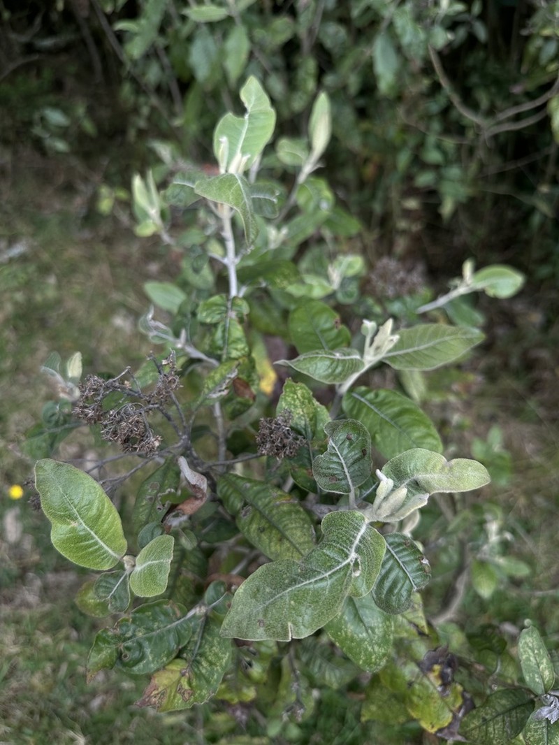 Ageratina asclepiadea photo 8
