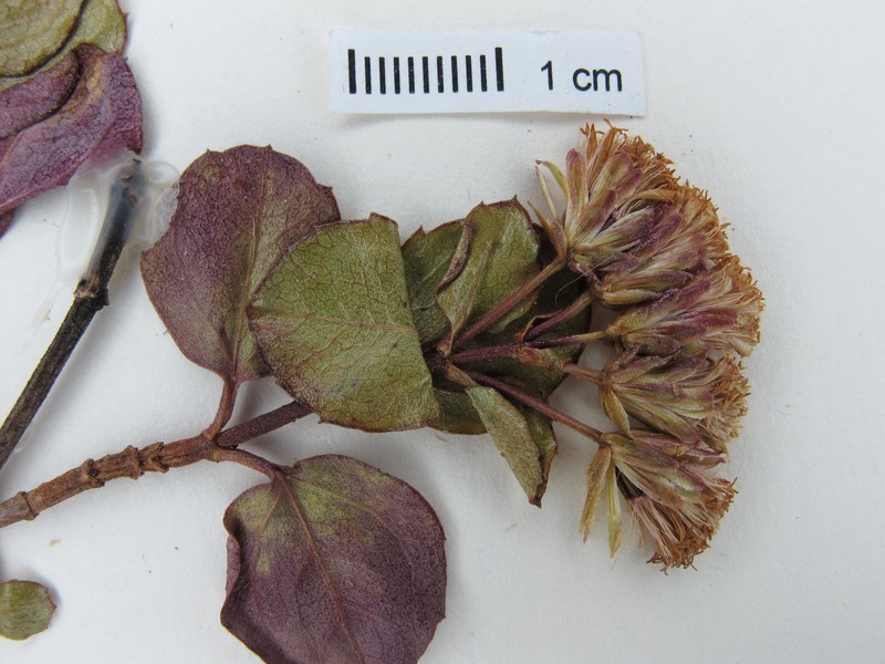 Ageratina astellera