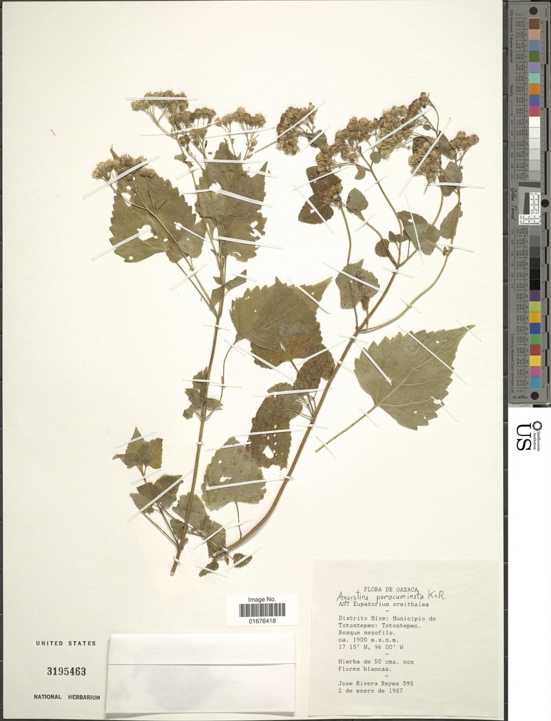 Ageratina atrocordata