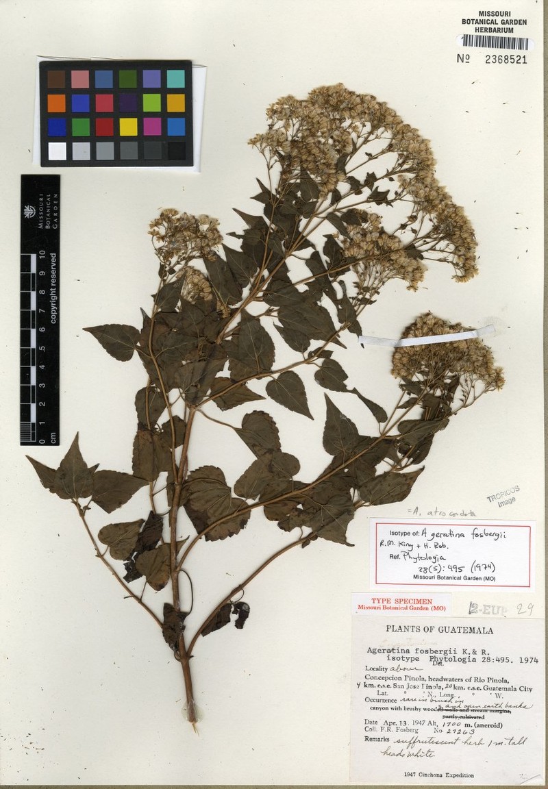 Ageratina atrocordata photo 2