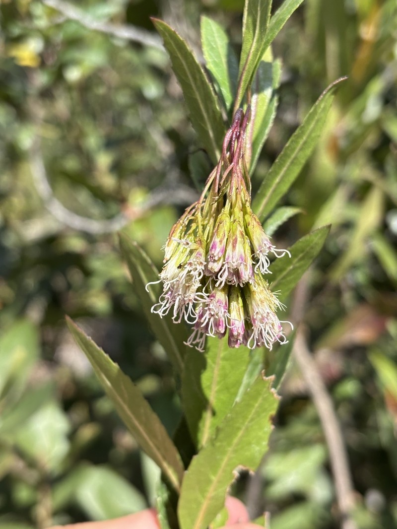 Ageratina baccharoides