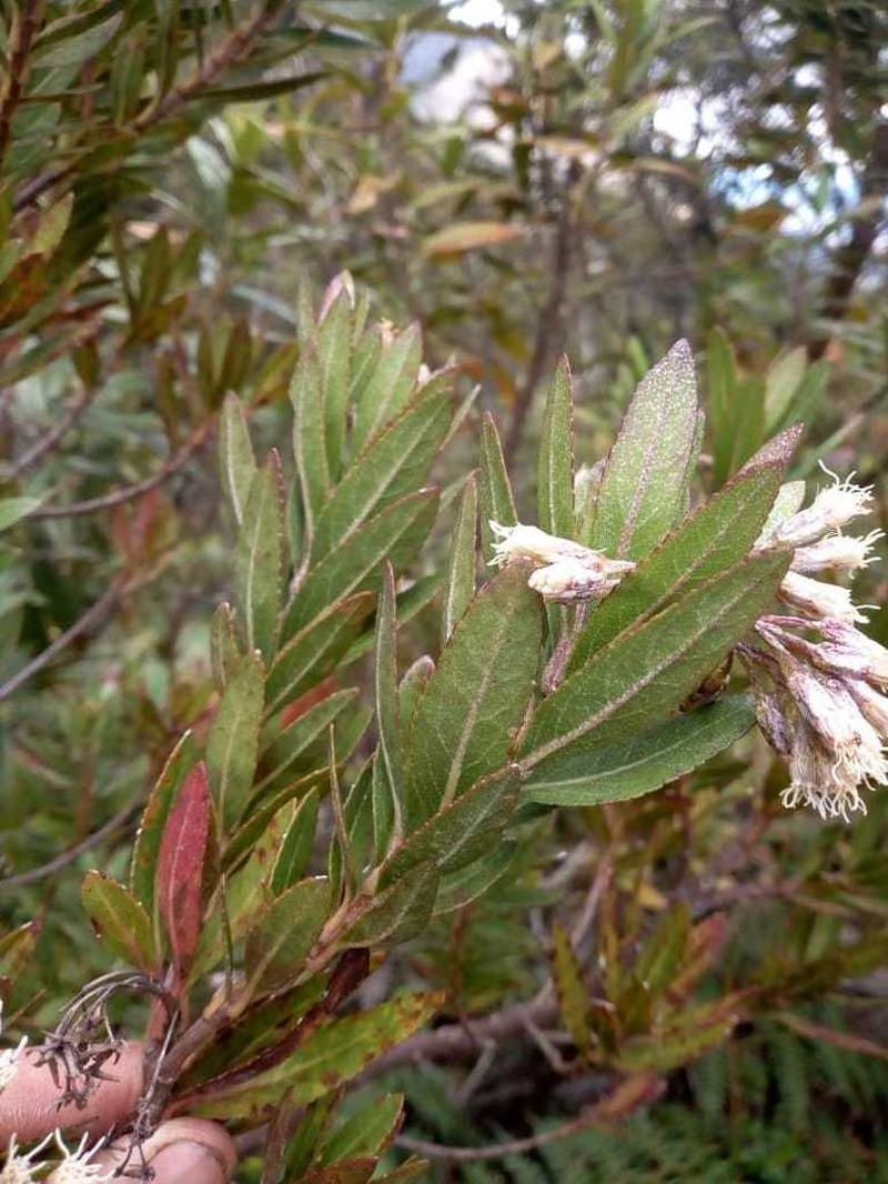 Ageratina baccharoides photo 2