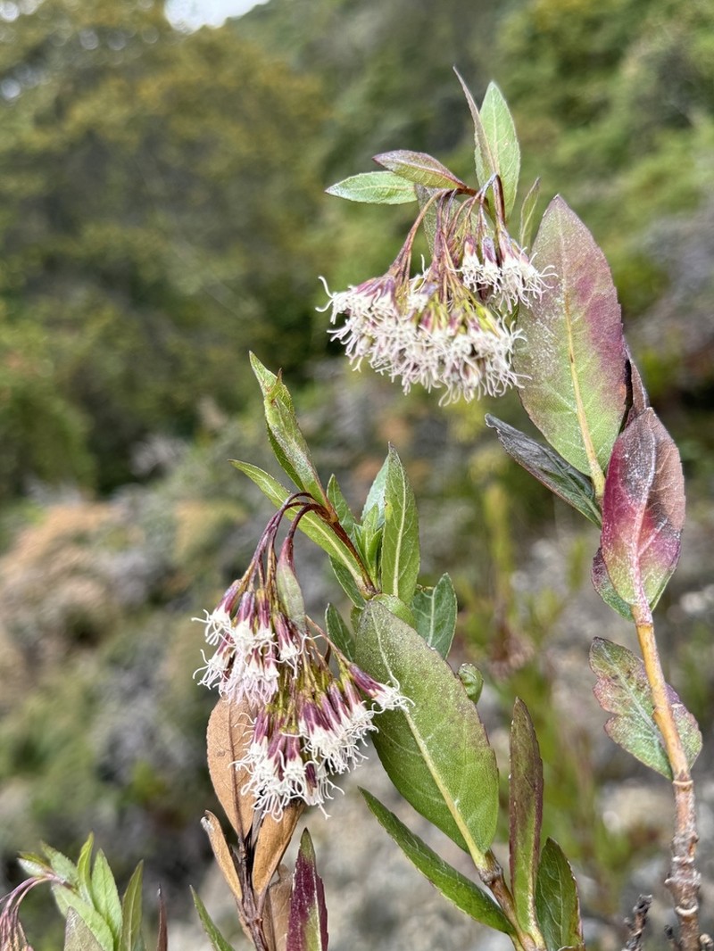 Ageratina baccharoides photo 3