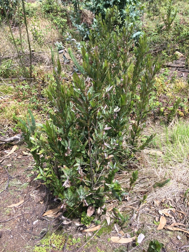 Ageratina baccharoides photo 4
