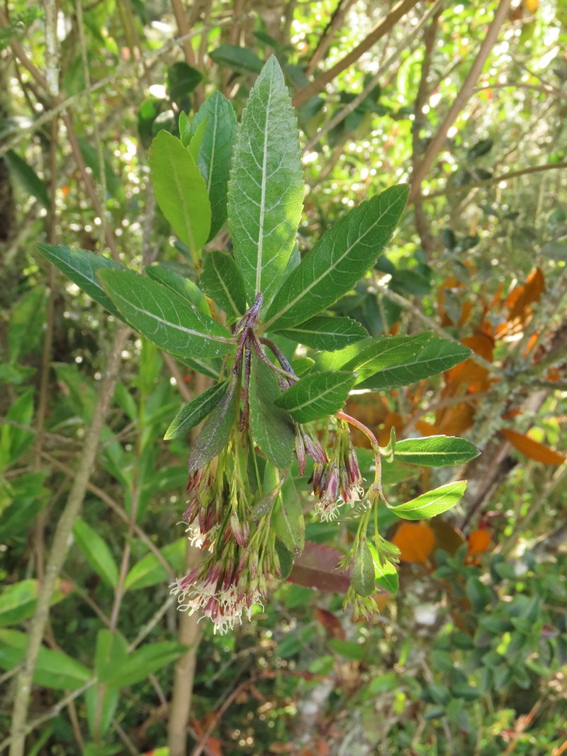 Ageratina baccharoides photo 5