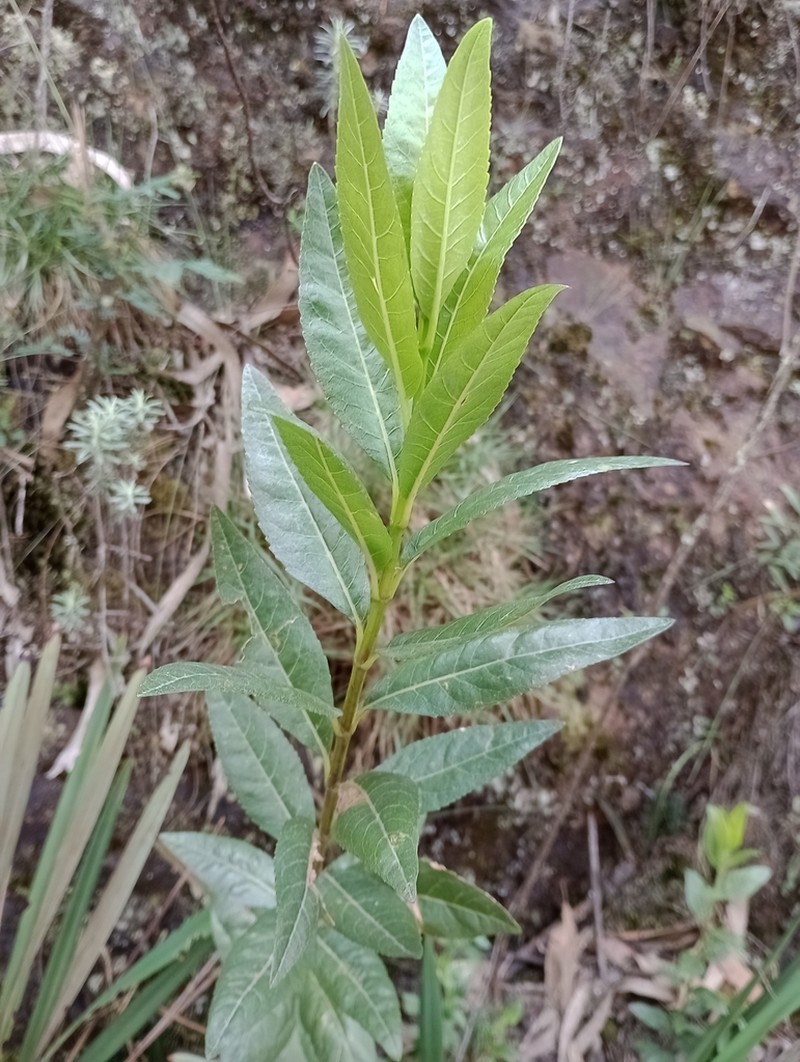 Ageratina baccharoides photo 6