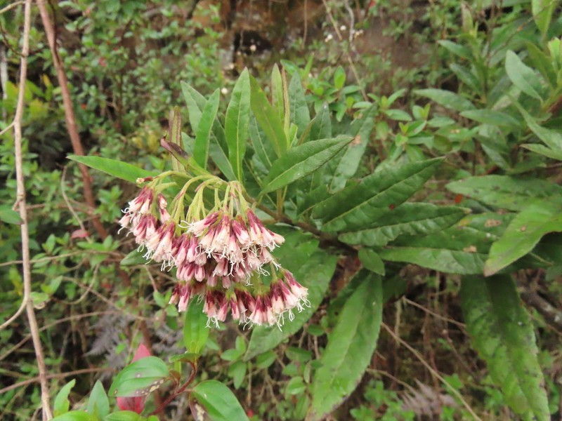Ageratina baccharoides photo 7