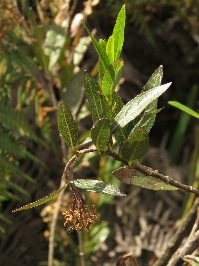 Ageratina baccharoides photo 8