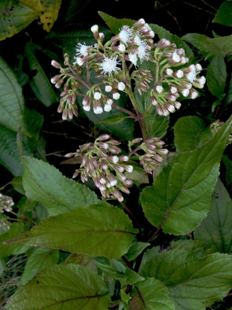 Ageratina badia