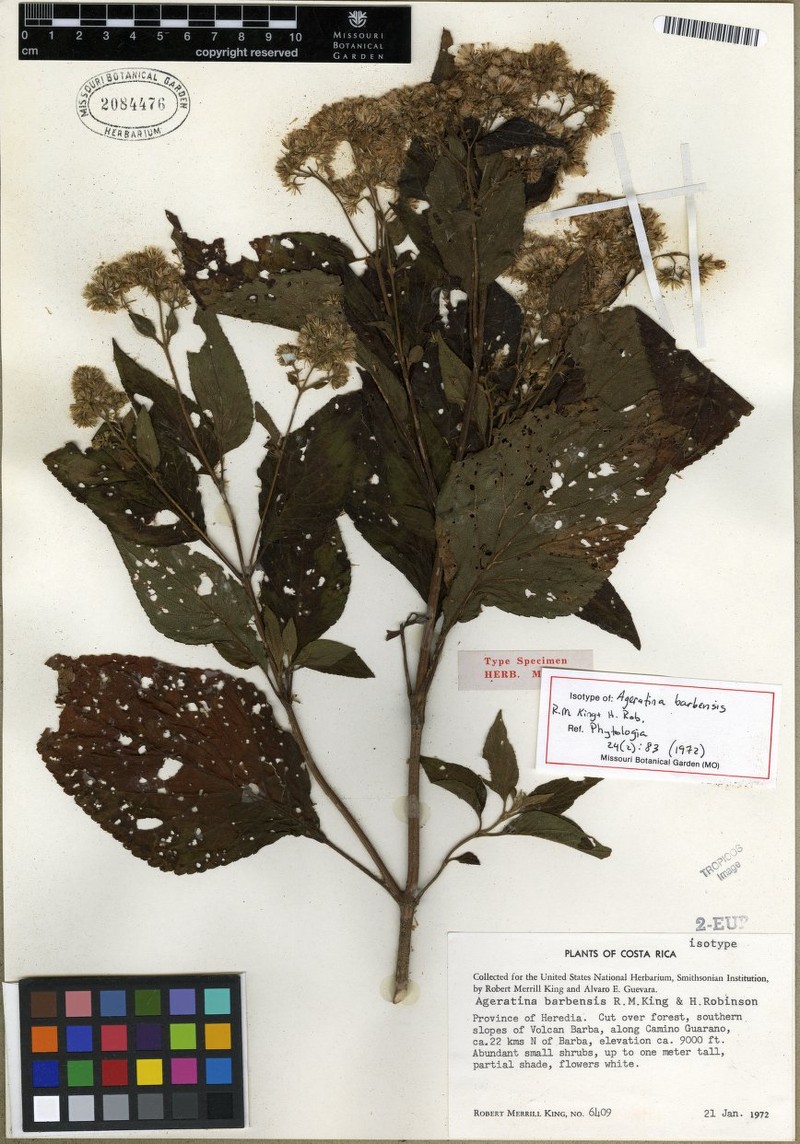 Ageratina badia photo 2