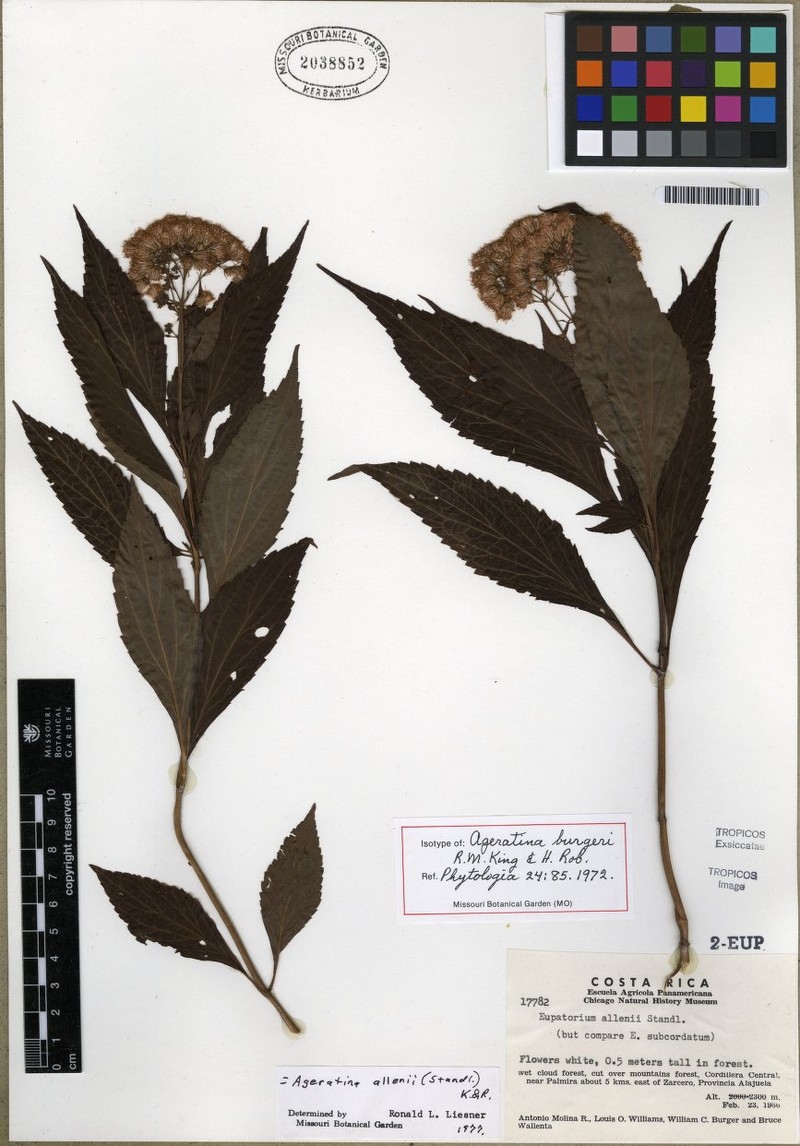 Ageratina badia photo 3