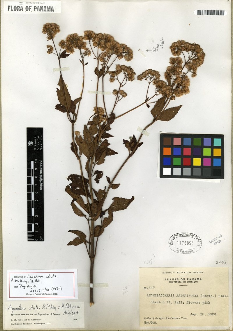 Ageratina badia photo 4
